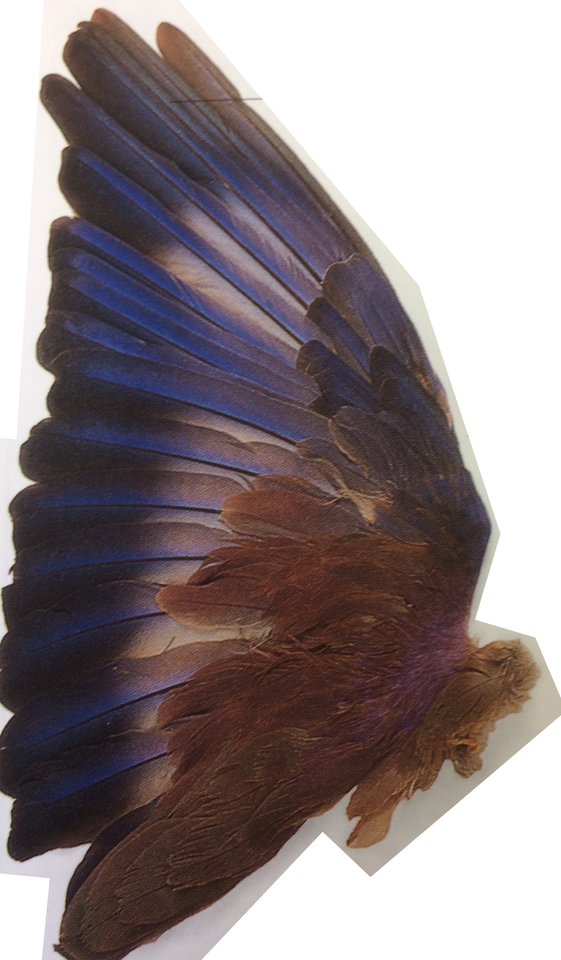 image of a large wing