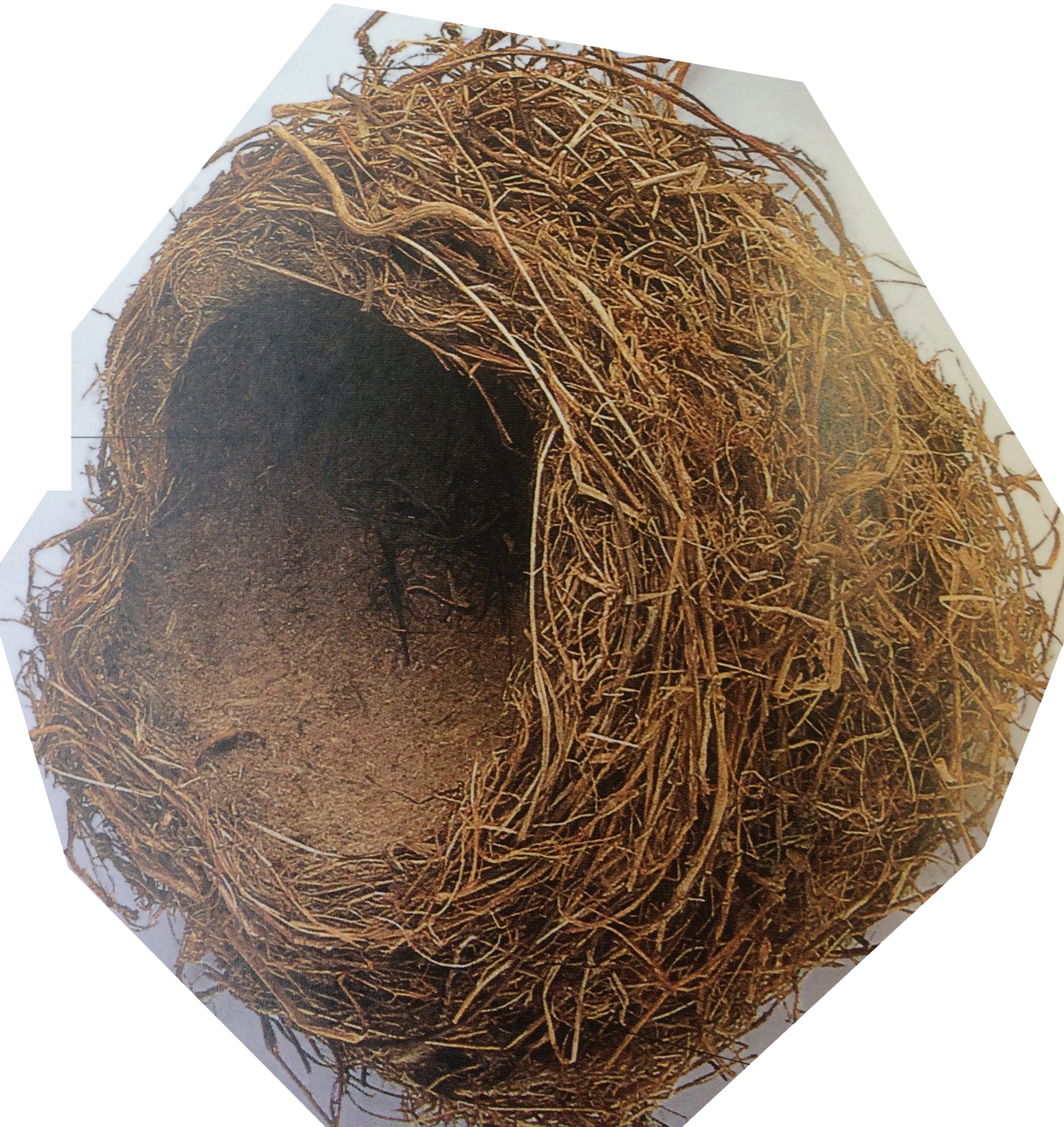 image of a round, empty nest