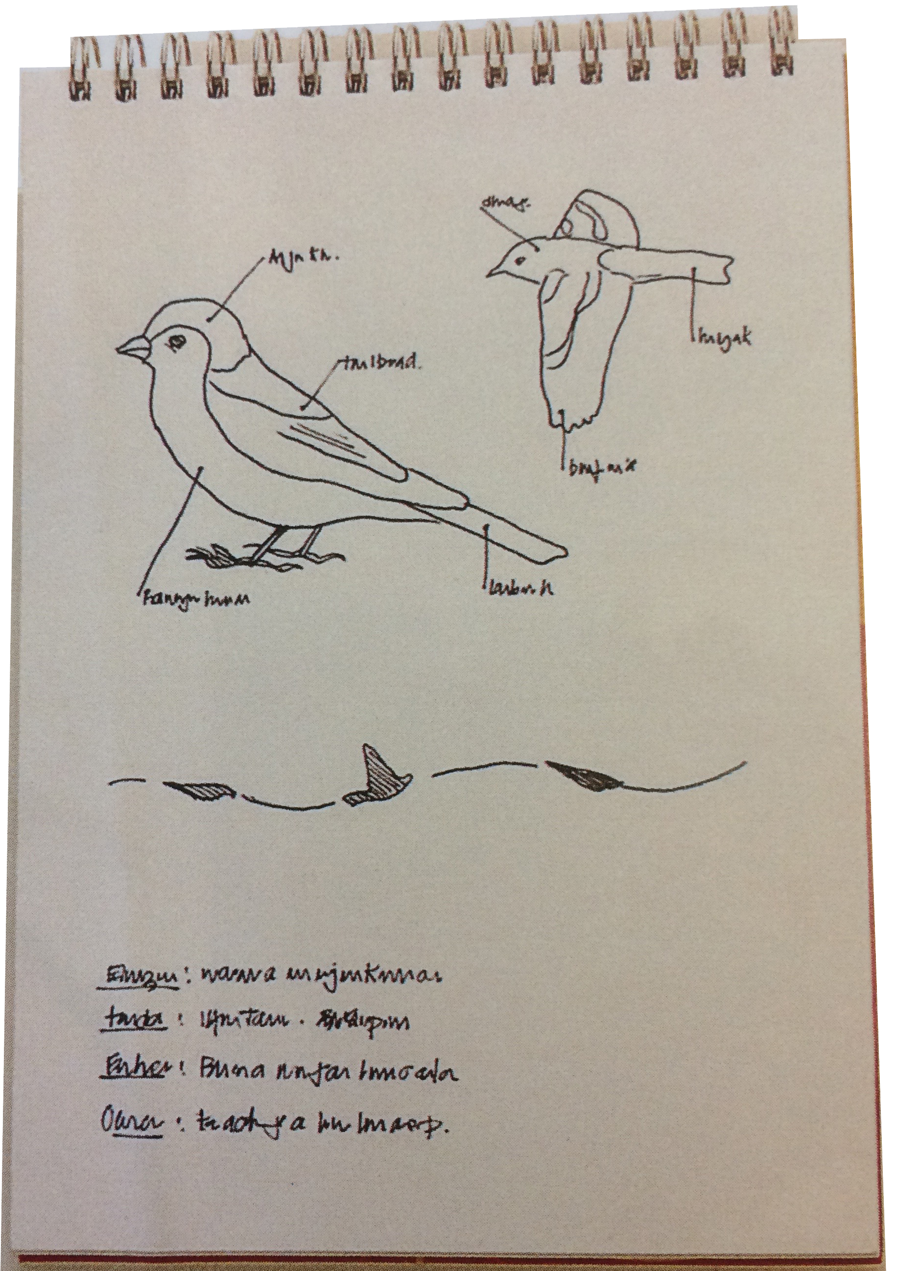 image of a notebook with bird drawings inside of it