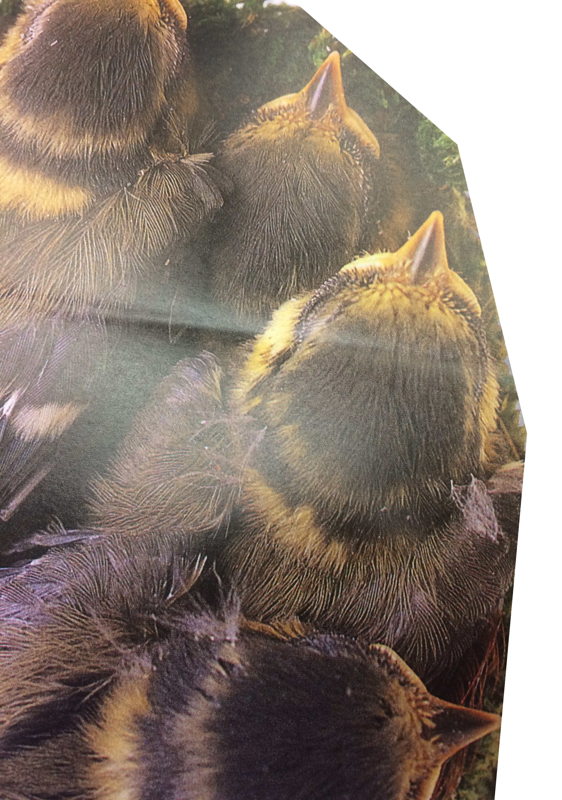 photo of chicks in a nest