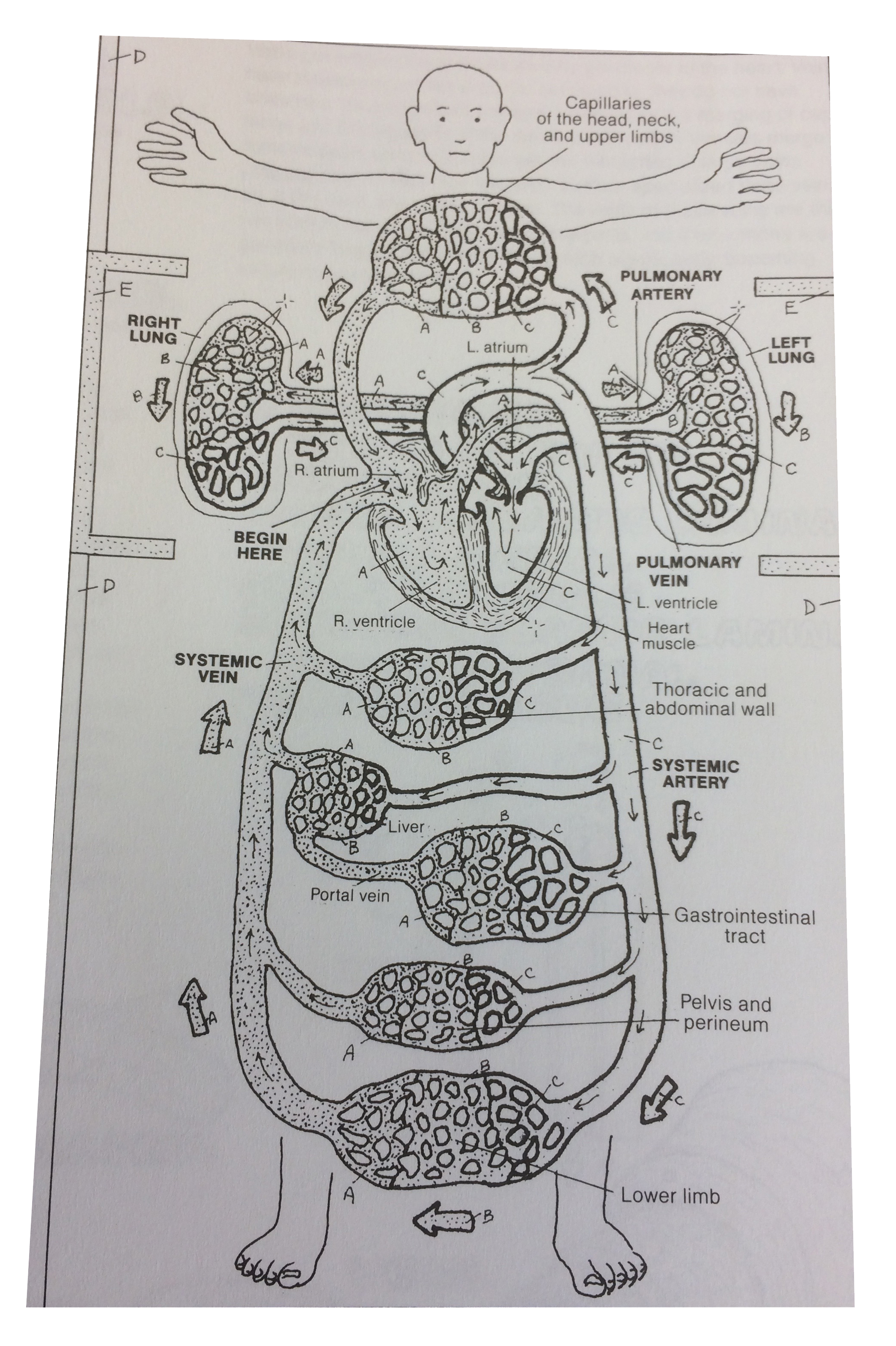 intestinal system drawing