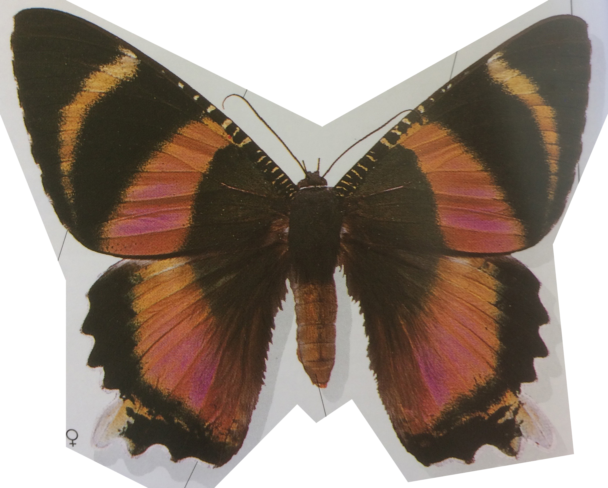 image of a butterfly with black orange and red markings