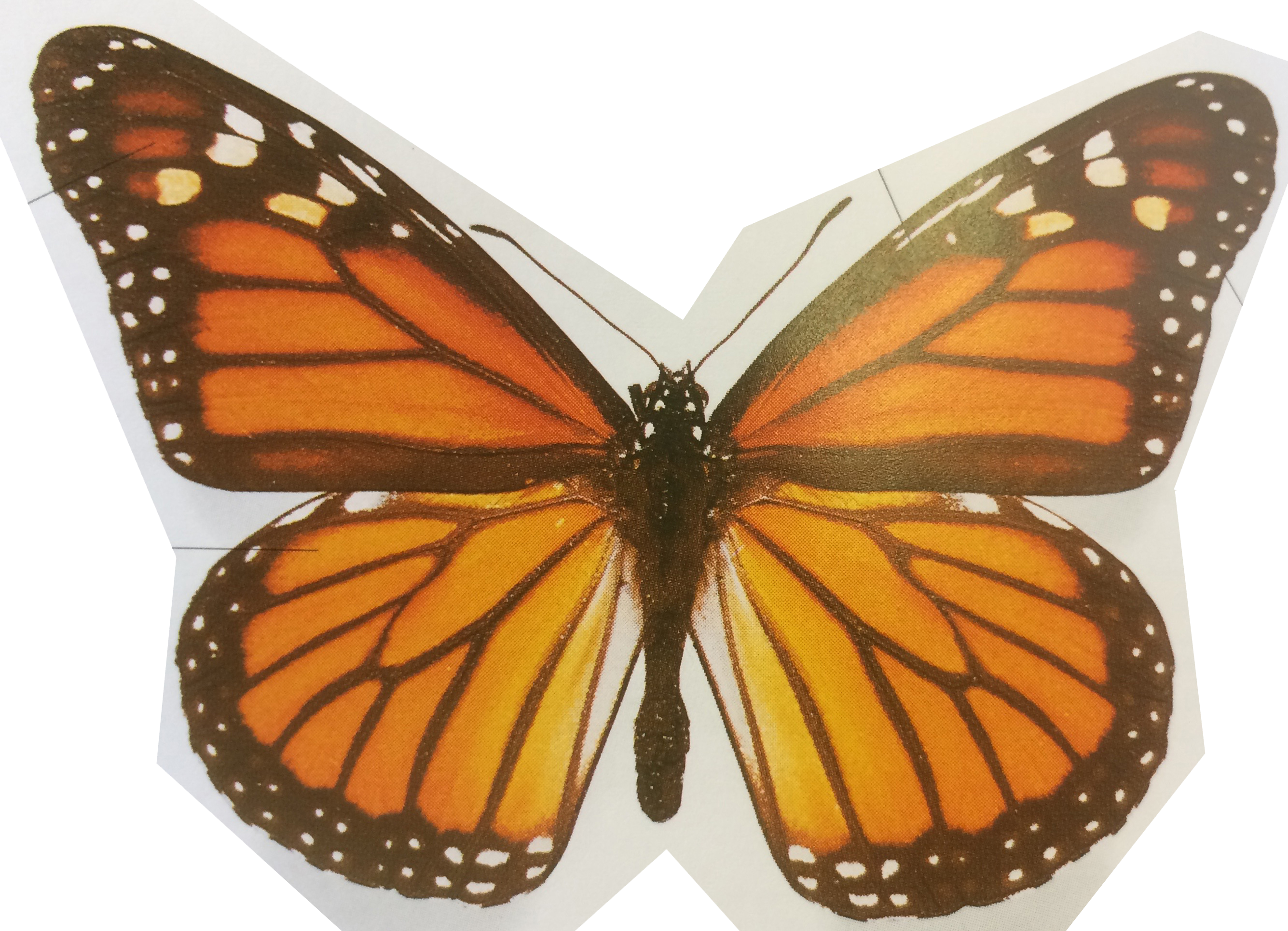 image of a monarch butterfly