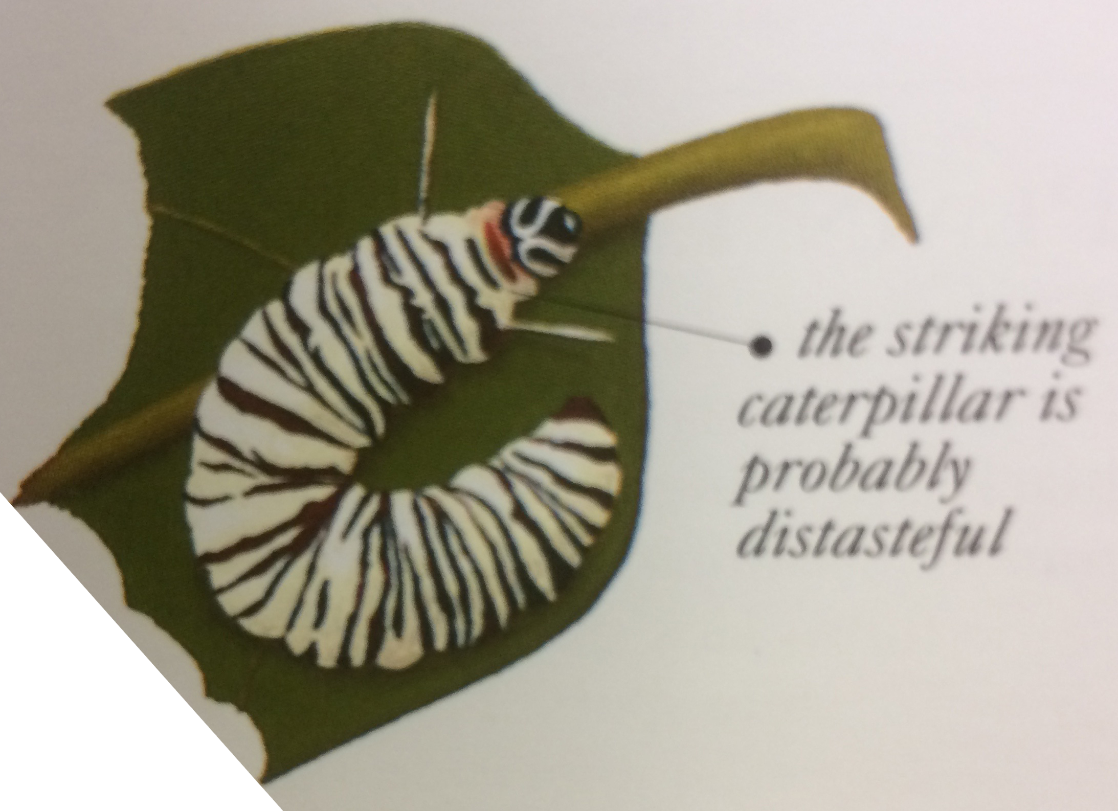 image of a caterpillar with the text "the striking caterpillar is probably distasteful"