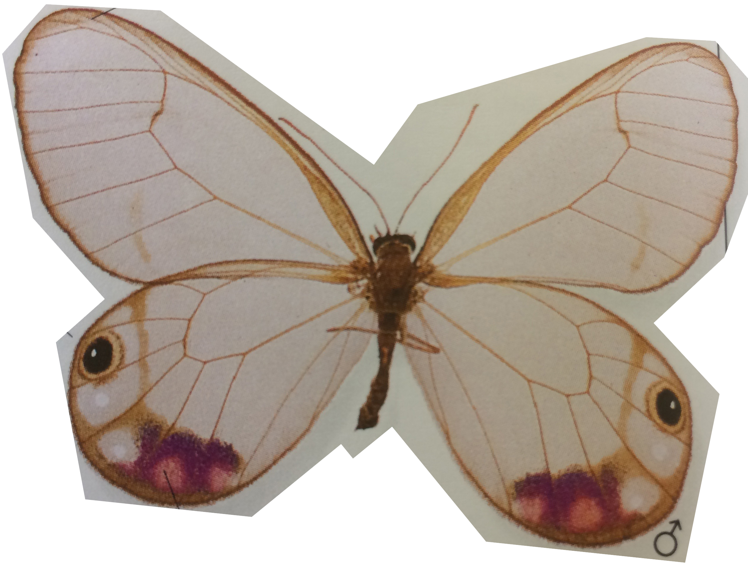 image of a butterfly with white and purple markings