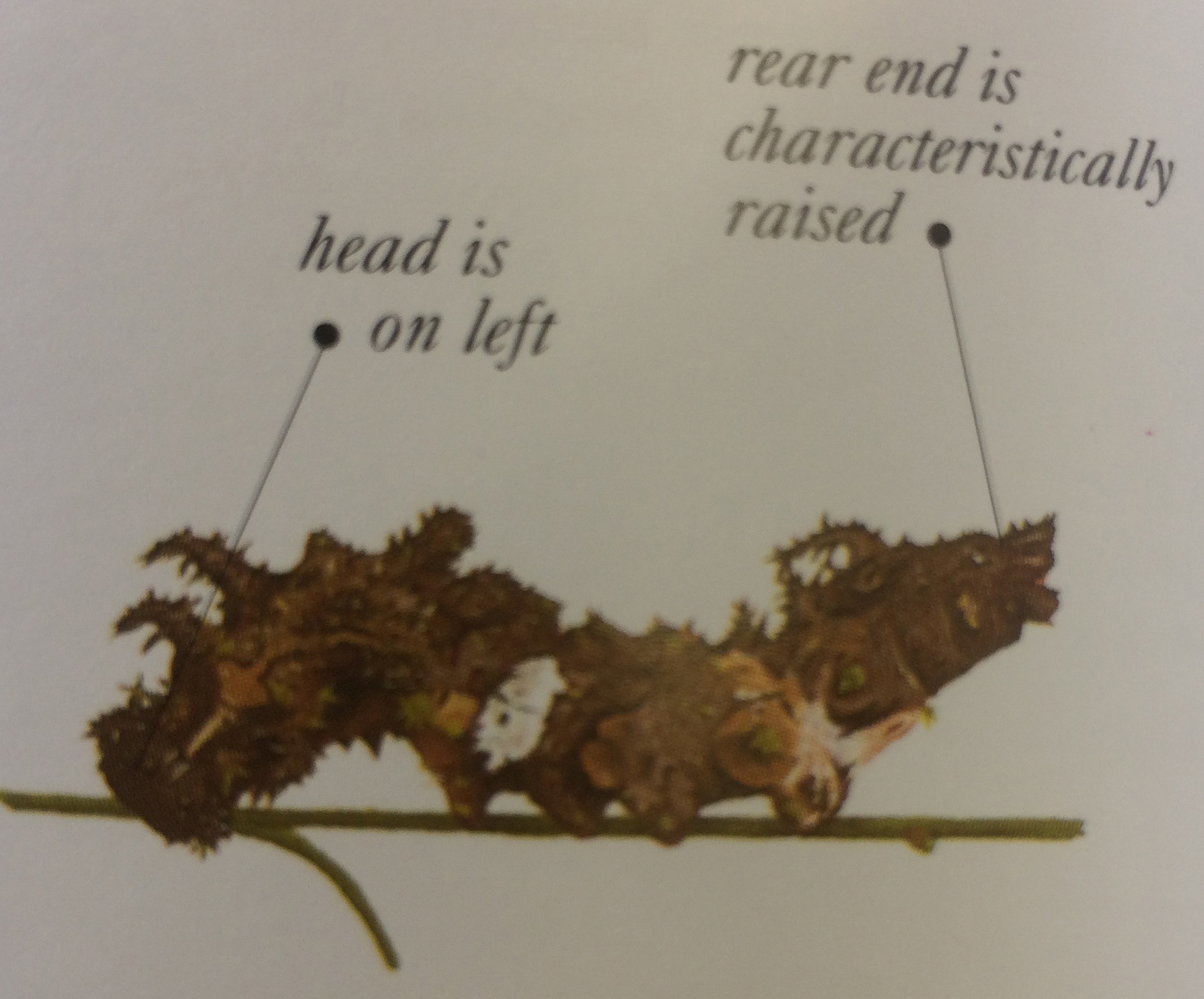 image of a caterpillar and the captions "head is on left" and "rear end is characteristically raised"