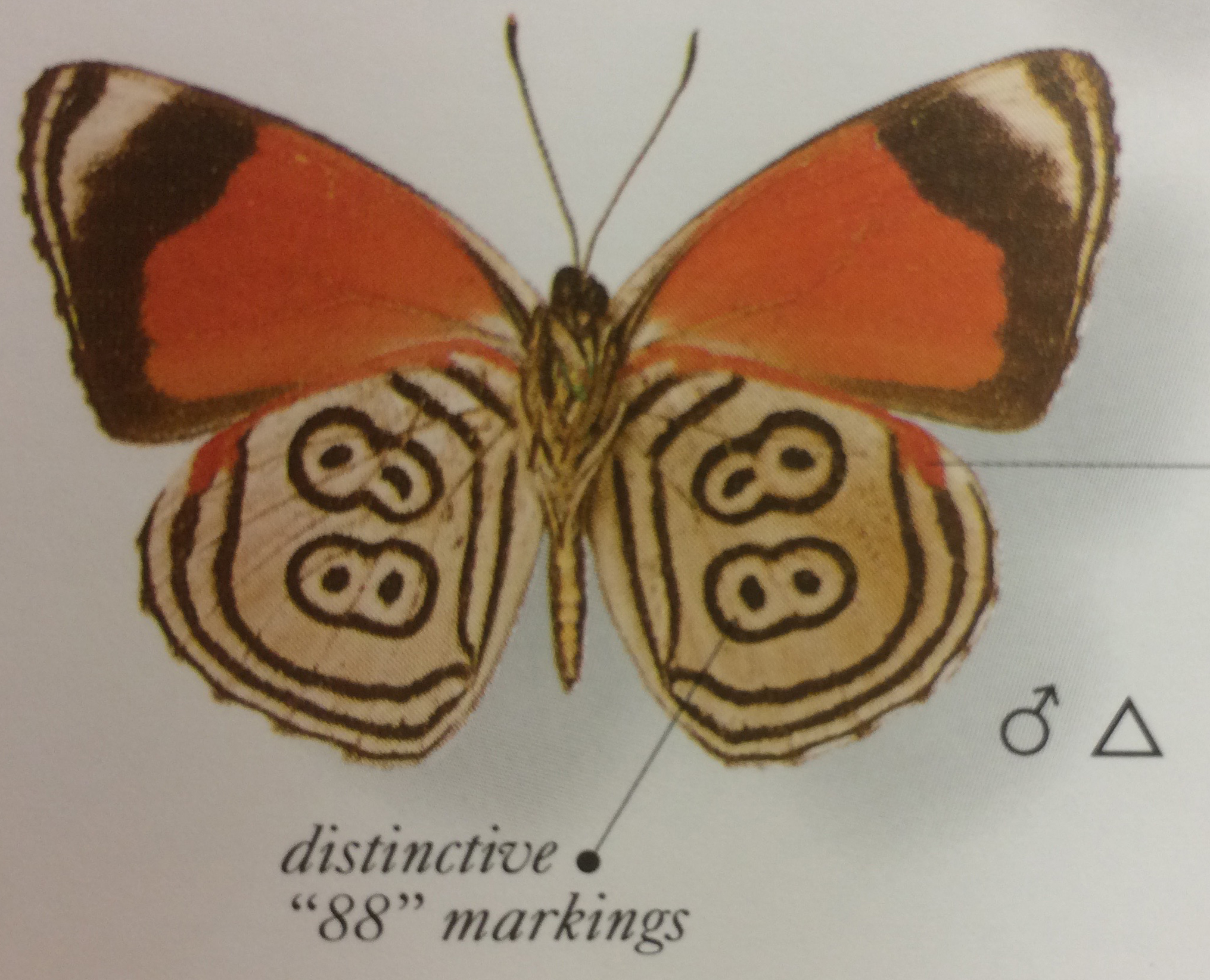 image of an 88 butterfly