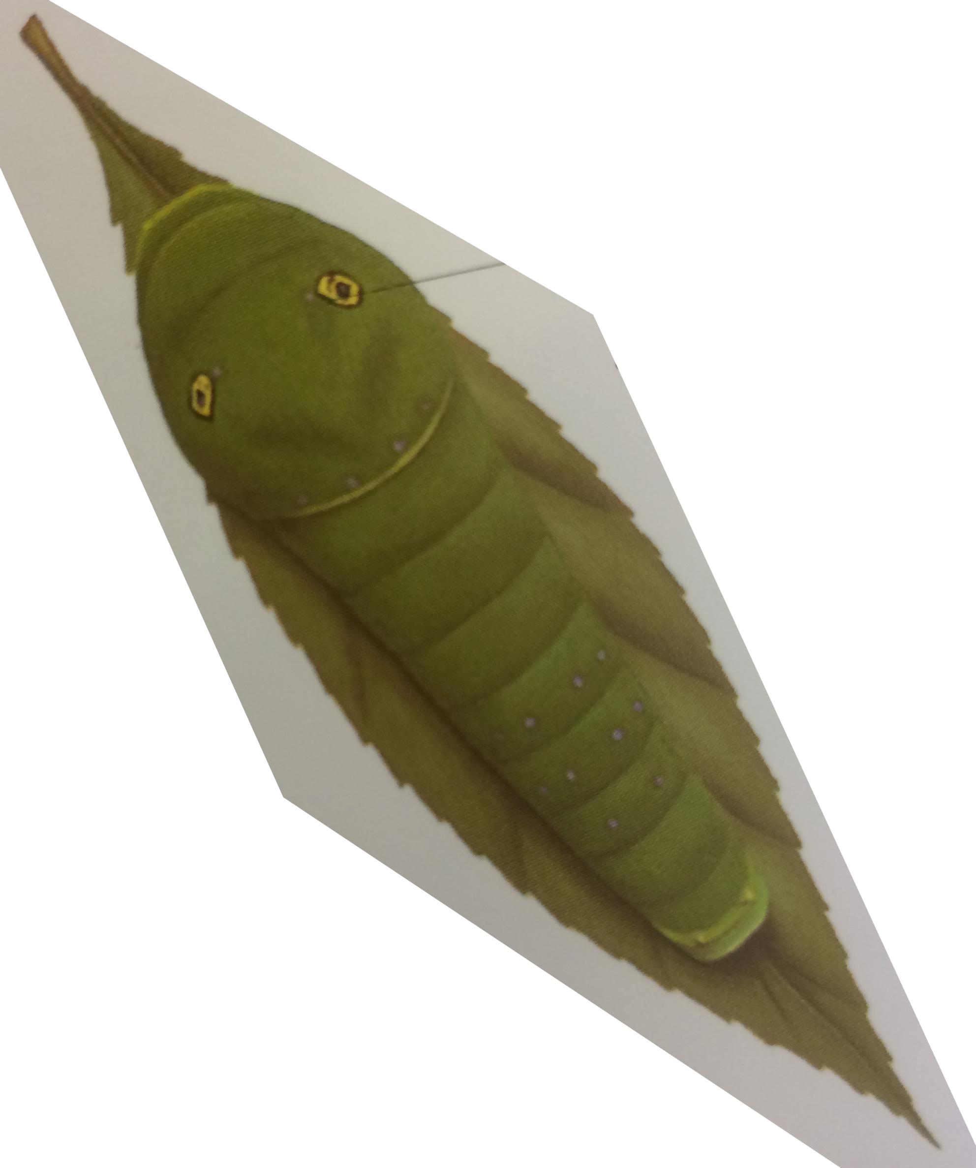 image of a caterpillar