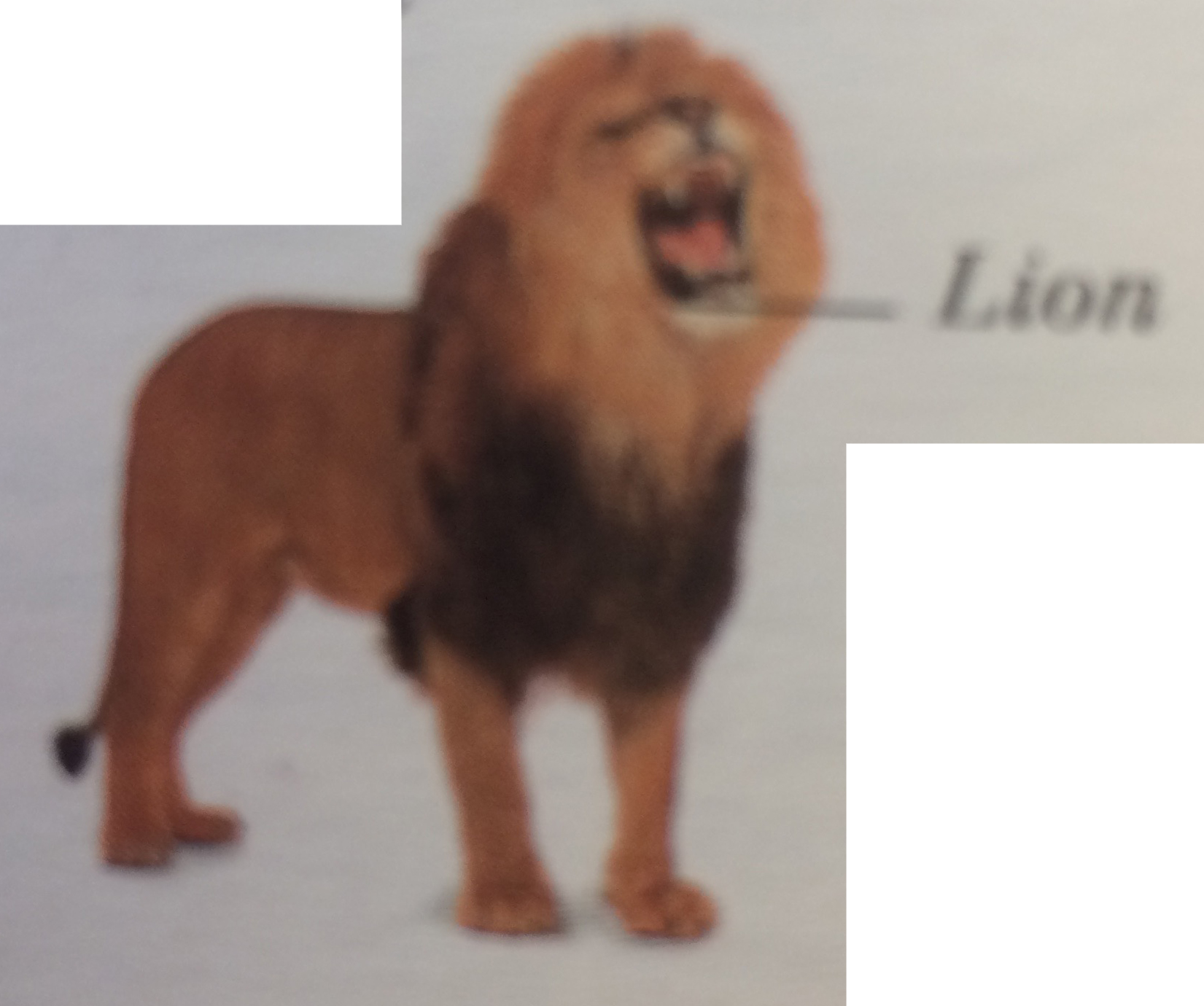 lion roars