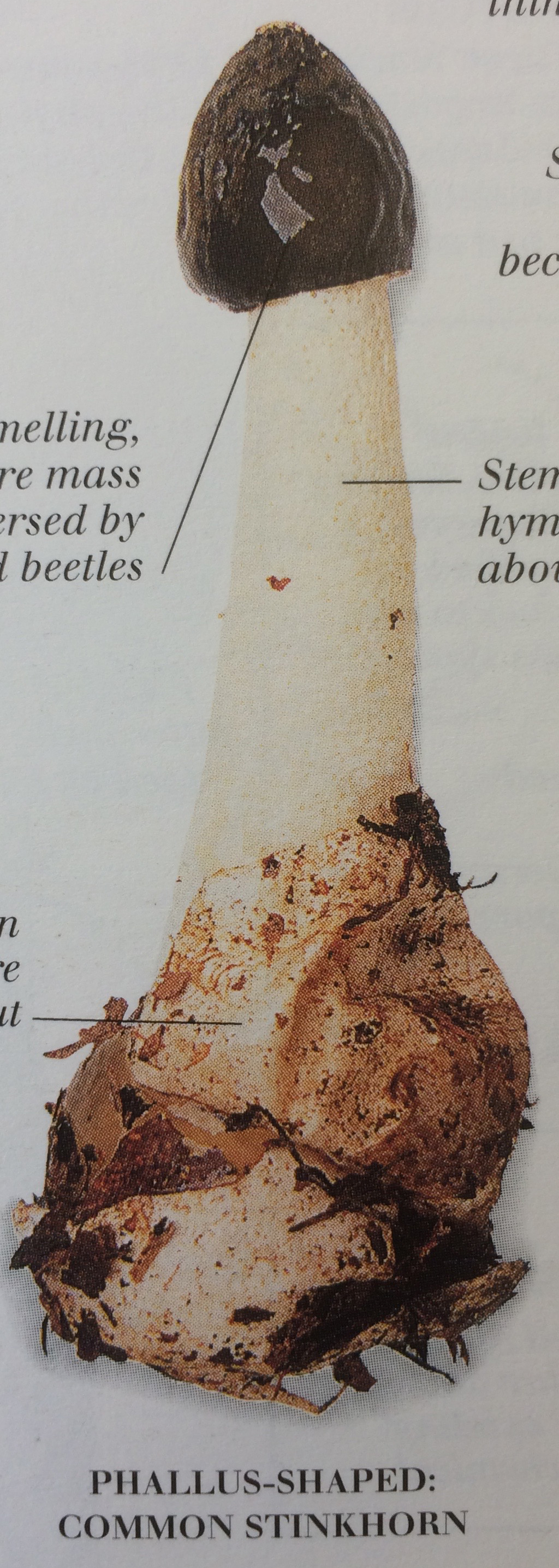 phallus-shaped common stinkhorn is relatively average